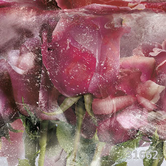 Ice roses pink