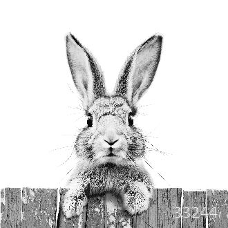 Любопытный кролик