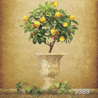 Лимонное дерево