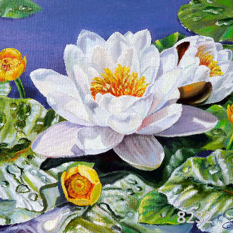 Нимфея озерная